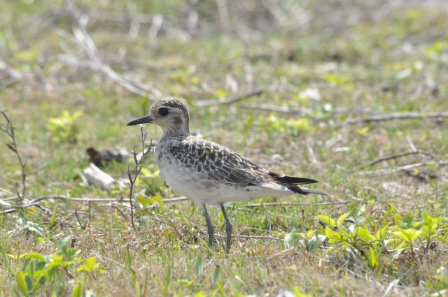 I am a Golden Plover