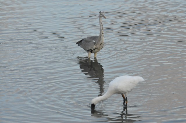 Grey Heron endangers Spoonbill.