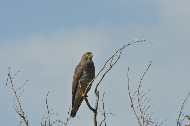 Which is your favorite rodent?