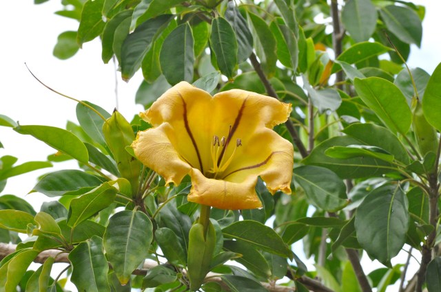 This flower is about 12 ins across