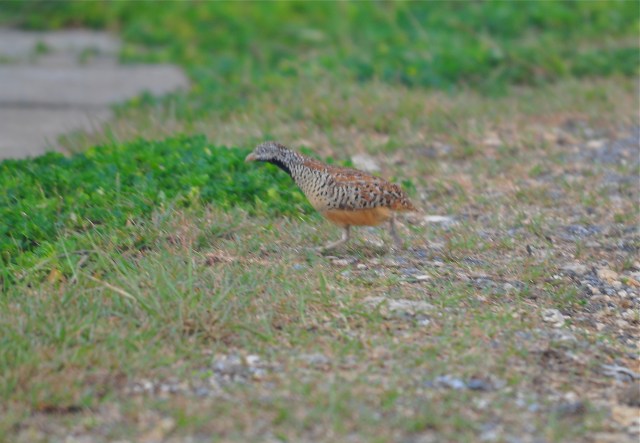 Bad photo but very rare bird.