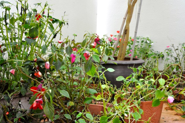 I think an enemy came to my garden and sowed tares 