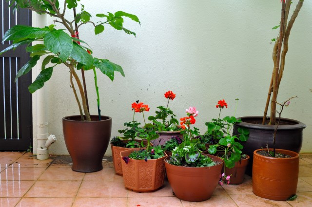 Geraniums, petunia, lobelia. Not very exotic.