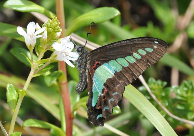 Butterflies are starting to re-appear