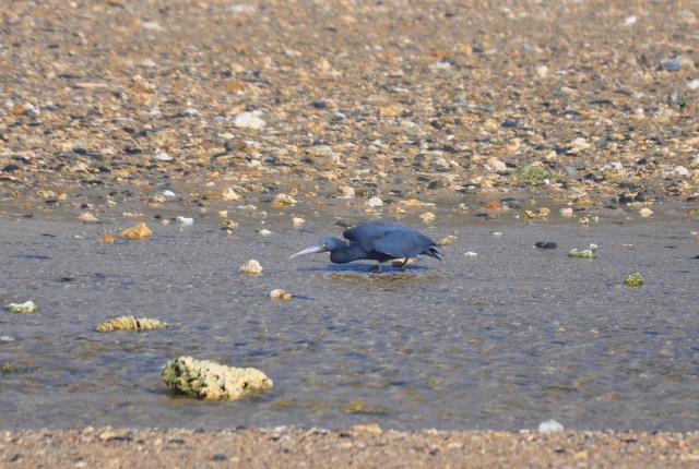 Pacific Rim Egret fishing