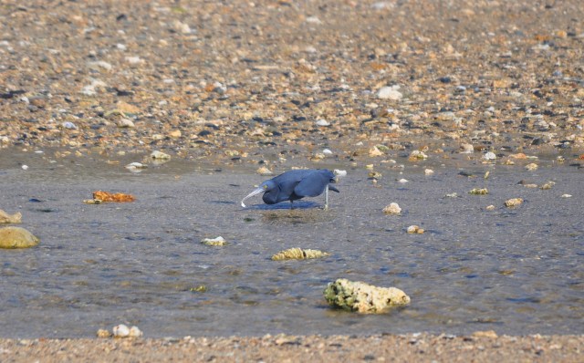 Same bird 2 seconds later.