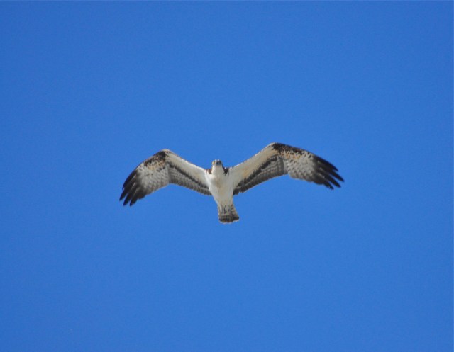 An Osprey drifts over