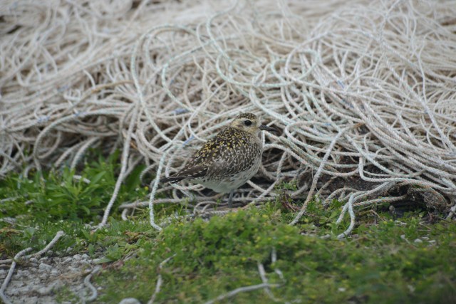 Golden Plover is indifferent