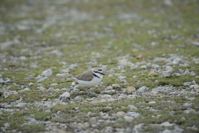 Kentish Plover thinks home thoughts from abroad.