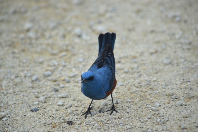 Blue Rock Thrush mocks me