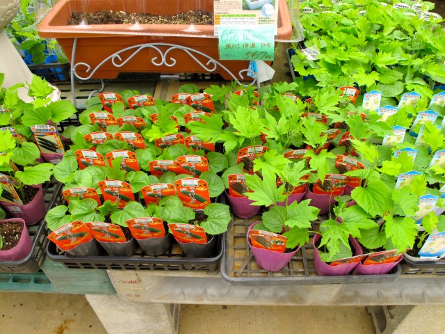 Goya is almost the only vegetable that can resist the Summer heat