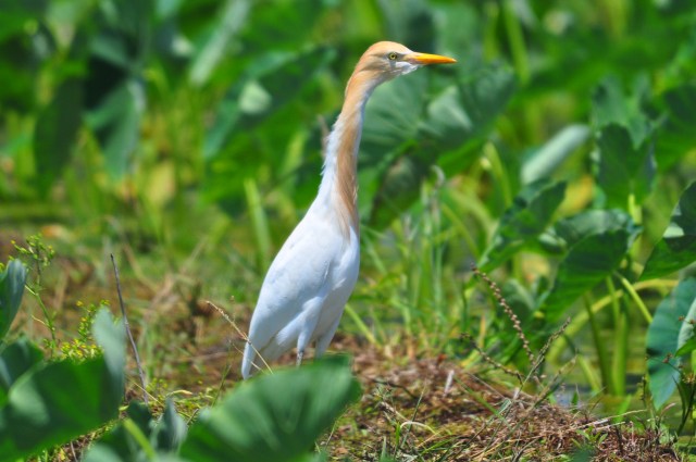Cattle Egrets have Summer plumage.