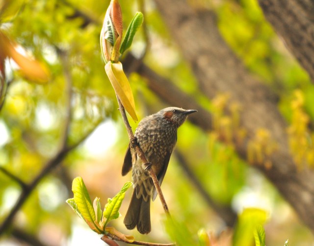 Don't know what this is. I wash I had brought my field guide.