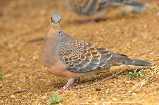 Oriental Turtle Dove