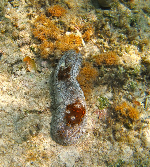 Sea cucumber