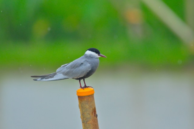 "Oi, do me a favour."