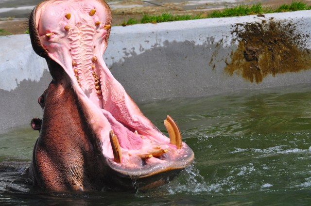 No more sponge cake!