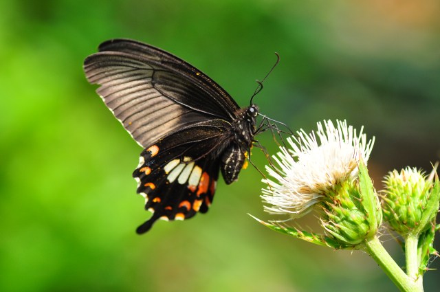 May is also butterfly month. Does anyone know what species this is?