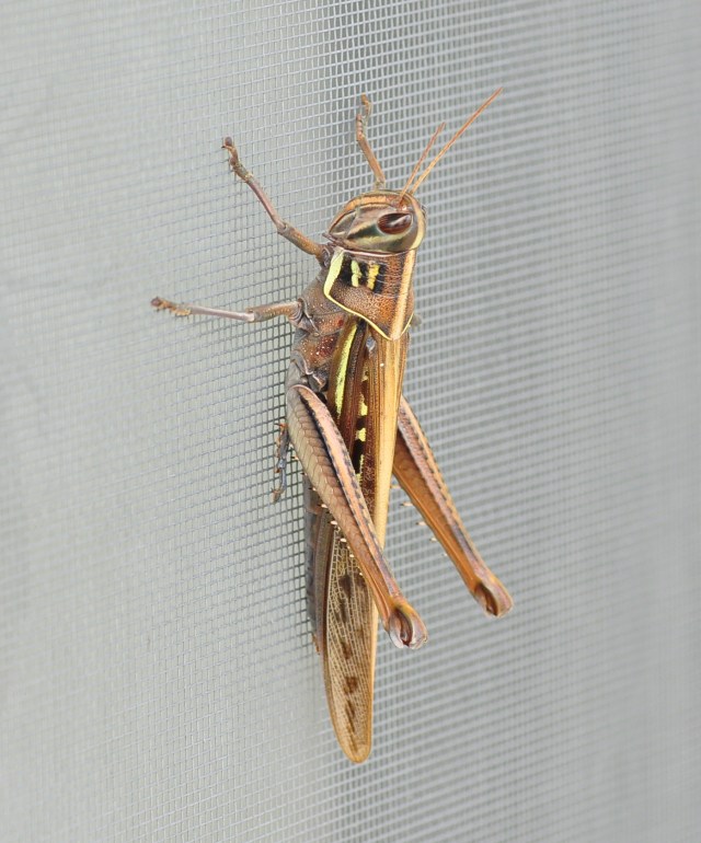 Exquisitely interlocking armour