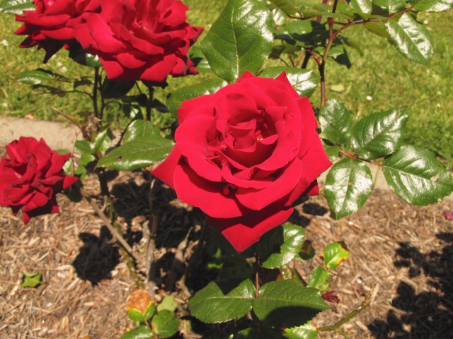 Golden Gate Park has the best rose garden