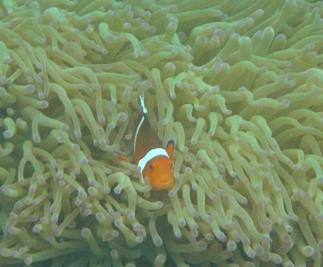 I go for a little swim because I cannot sail.