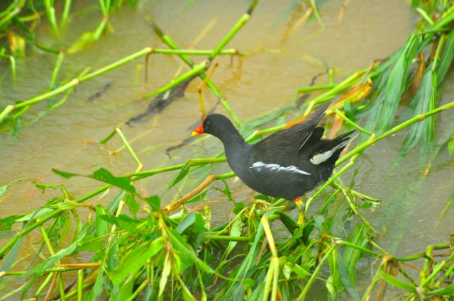 A moorhen tries to make sense of it all.