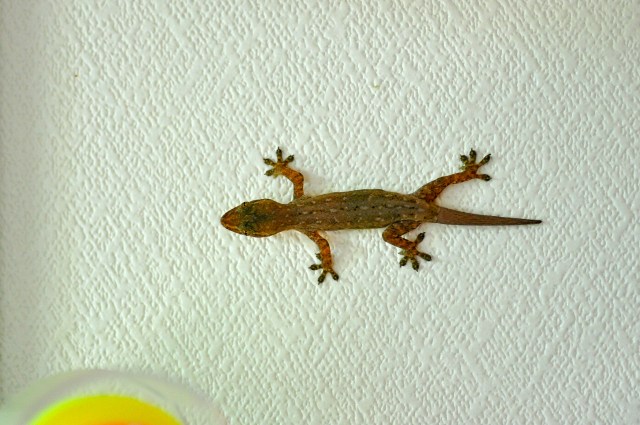 Gertrude the Gecko