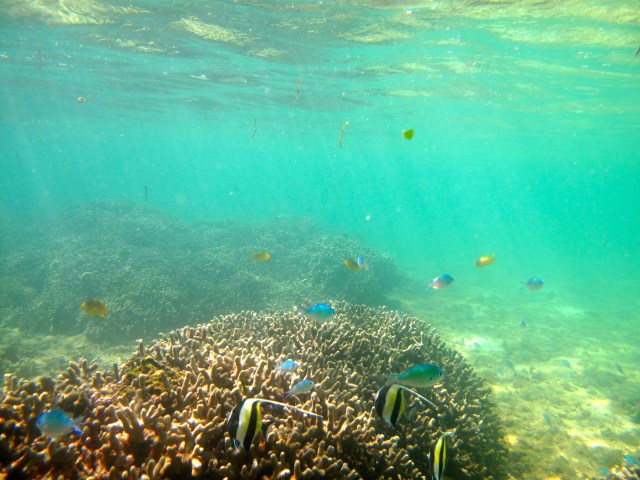 World Cup. Do you know, I have not watched a single game.  Probably the first time since 1962.