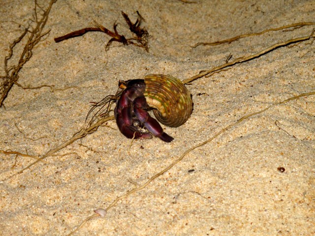 There are hundreds of these. They are about the size of a small apple, a big strawberry, a tangerine or a tomato.