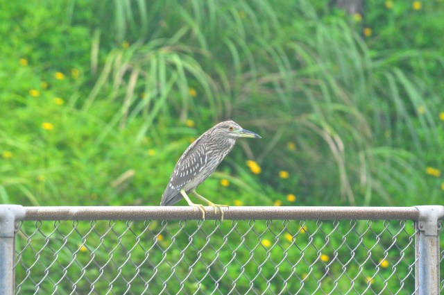 Juvenile Black Crowned Night Heron