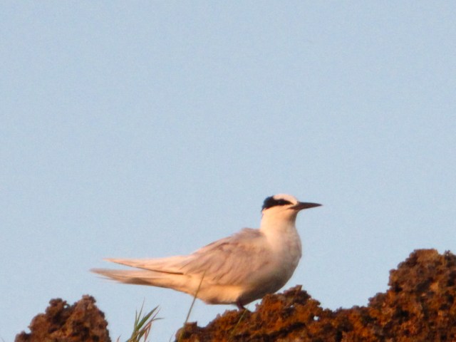 These are wild open ocean birds, which makes this photo like er awesome.
