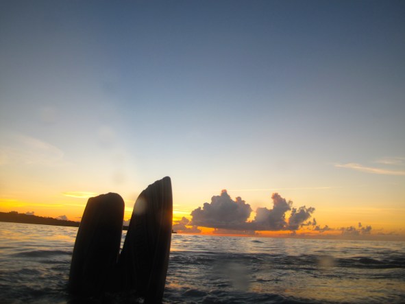 Swimming home as the sun goes down.