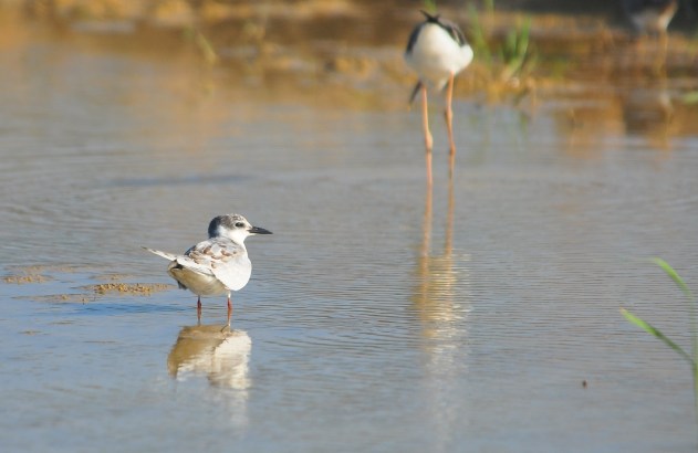 This one is going for a little paddle.