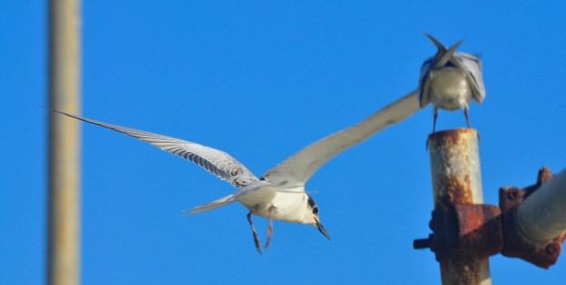 Let's check out the local talent.