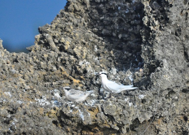 Mummy with fledgling