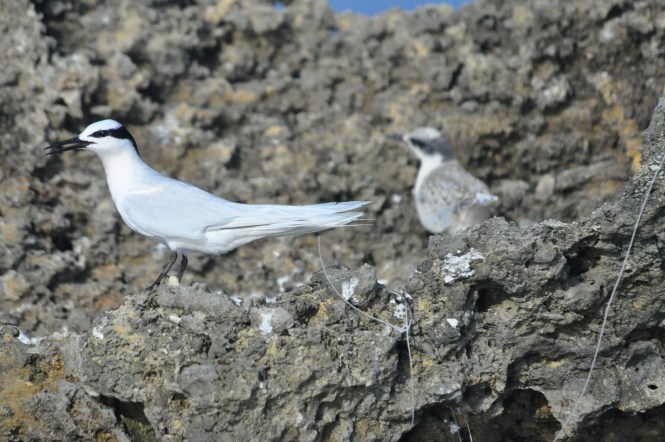 Best picture ever taken of a Black Naped Tern .