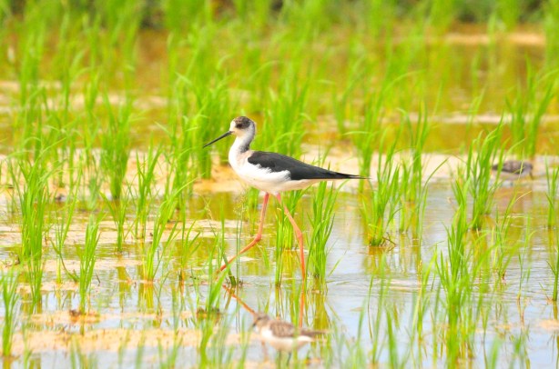 If you make listening and observation your occupation you will gain much more than you can by talk. 