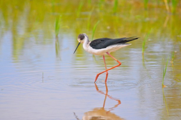 Tiptoe through the tulips. https://www.youtube.com/watch?v=_6_EAnFlv70