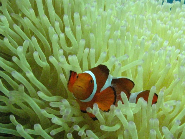 Without the shepherd's dog, the whole of the open mountainous land in Scotland would not be worth a sixpence. 