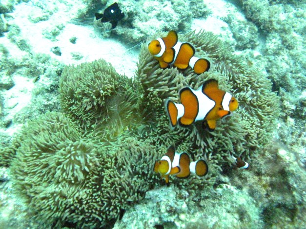 Tell me o' lands of the Orient gay  Speak o' the riches and joys of Cathay  Aye but its grand to be walking all day  To find yourself nearer to Isla  