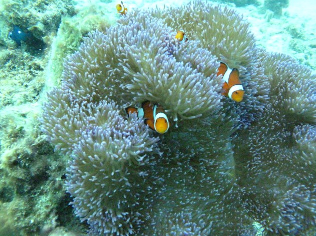 Chorus: I love a Lassie, a bonny, bonny Lassie She's as pure as the Lily in the Dell She's as sweet as the heather, the bonny bloomin' heather Mary ma Scotch Blue-bell.