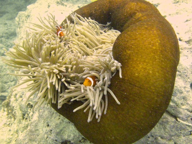 Oh I'm courting a farmers dochter, she's one of the nicest ever seen Her cheeks they are rosy red, and her age is just sweet seventeen When I throw my arms about her neck and try to steal a kiss Oh she'll wriggle and giggle and twist and twiggle  And then you'll hear her shouting this.