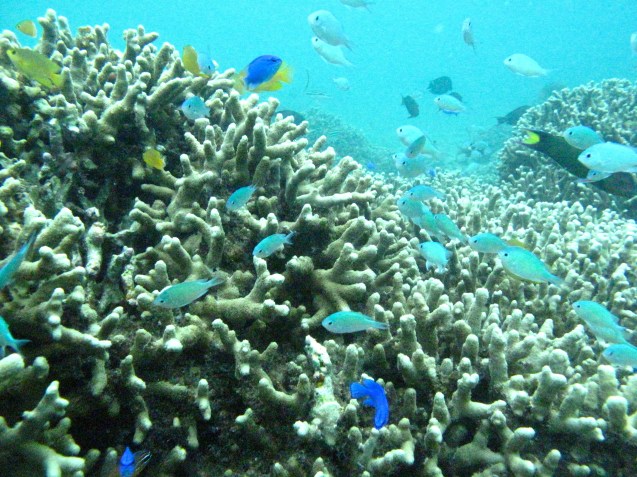 Oh I'm courting a farmers dochter, she's one of the nicest ever seen Her cheeks they are rosy red, and her age is just sweet seventeen When I throw my arms about her neck and try to steal a kiss Oh she'll wriggle and giggle and twist and twiggle  And then you'll hear her shouting this.