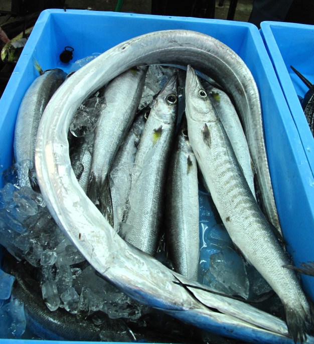 You get a lot of these just in front of my house. On the sea side rather than the road side.