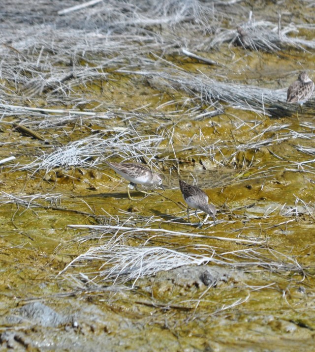 Long Toed Stilt. You can actually see their middle long toes. Well I can. The ring indicates that the bird came from China. Maybe on the same flight as Jeremy.  
