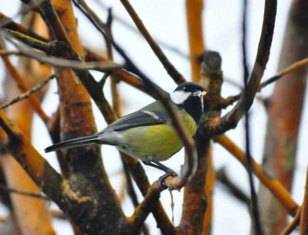 The Great or Big Tit