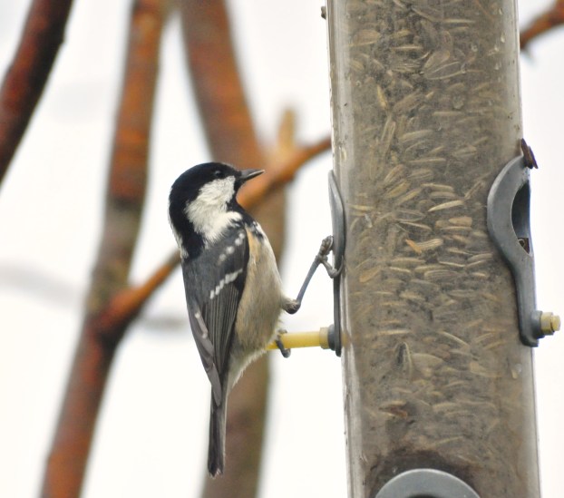 The Coal Tit