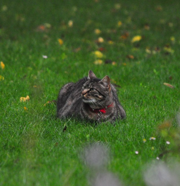 Pussycats sat and watched with me