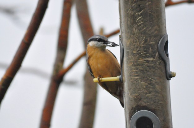 A Nuthatch