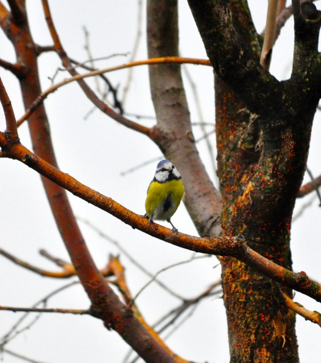 The Blue Tit